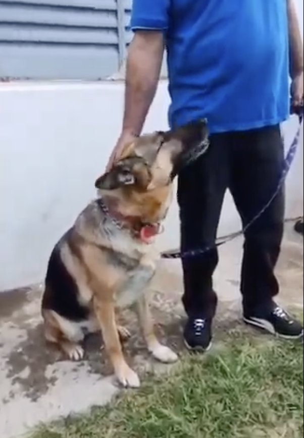 Comenzó la temporada de castraciones en Saldán